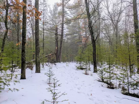 Wilderness, Alger, MI 48610 photo 2