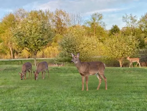 lot106 Winchester, Gladwin, MI 48624