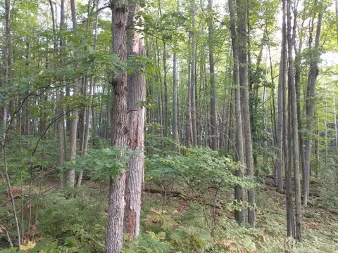 lot47 Blue Lk, Gladwin, MI 48624