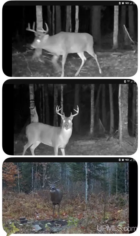 E4291 Walleye Rd, Limestone, MI 49816 photo 50