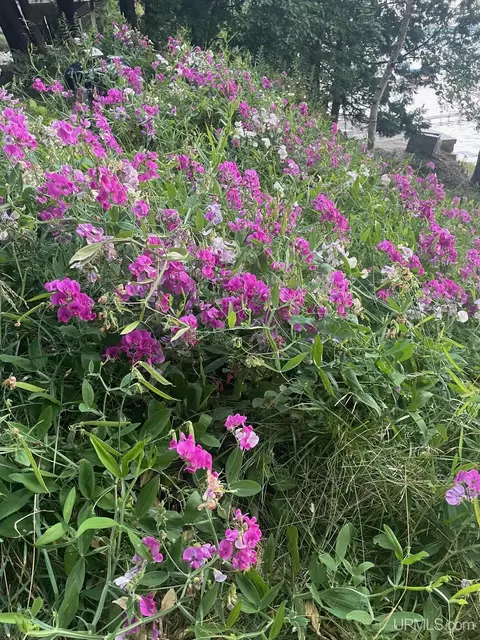 Other - 17751 Long Pt, Germfask, MI 49836 photo 11 of 11