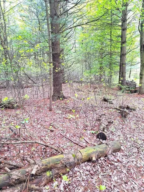 Parcel 2 Lakeshore, Applegate, MI 48401 photo 20