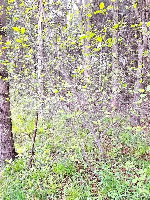 Parcel 2 Lakeshore, Applegate, MI 48401 photo 18