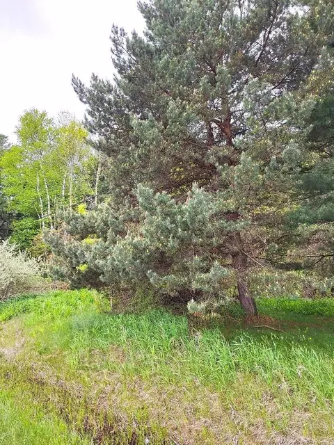 Parcel 2 Lakeshore, Applegate, MI 48401 photo 24