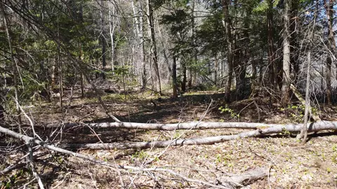 Off Adams Trail, Shingleton, MI 49884 photo 40