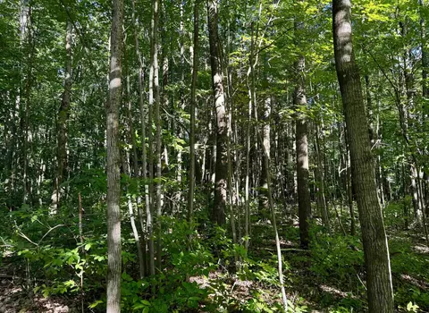 tbd Old State, Harrison, MI 48625 photo 3
