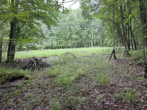Other - 259 Hatchery, Farwell, MI 48622 photo 9 of 10
