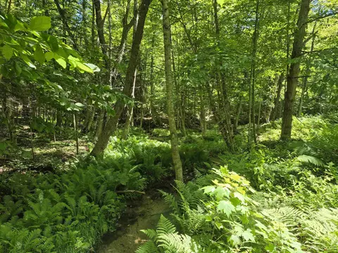 8 Acres Nestor, Munising, MI 49862 photo 13