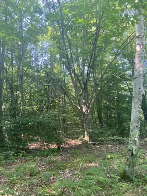 4988 E Wilson Rd, Harrison, MI 48625 photo 7