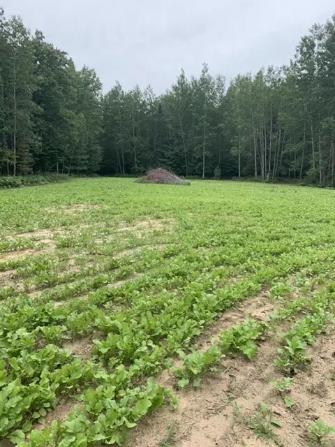 Other - 1871 W Youngs, Gladwin, MI 48624 photo 25 of 33
