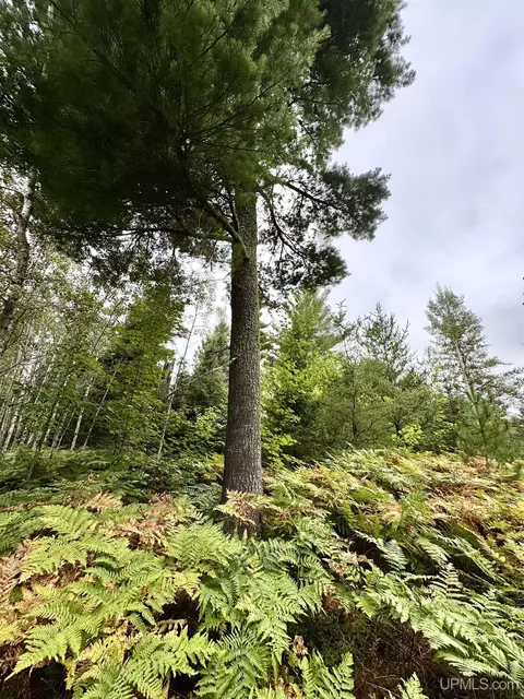 35 Acres Off County Rd Co, Ishpeming, MI 49849 photo 9