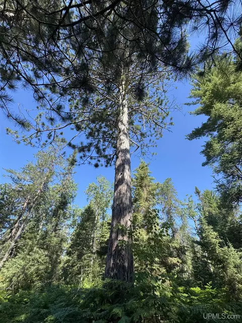 35 Acres Off County Rd Co, Ishpeming, MI 49849 photo 26