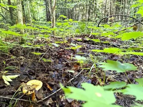 Camp 23, Germfask, MI 49836 photo 23