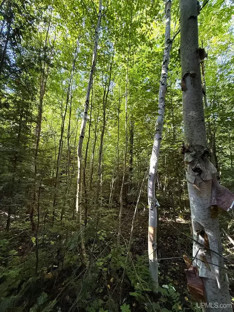 Camp 23, Germfask, MI 49836 photo 24