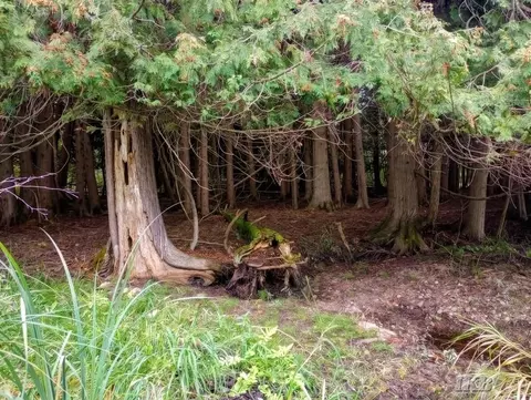 35 N 11 Acres N Hockaday, Gladwin, MI 48624 photo 43