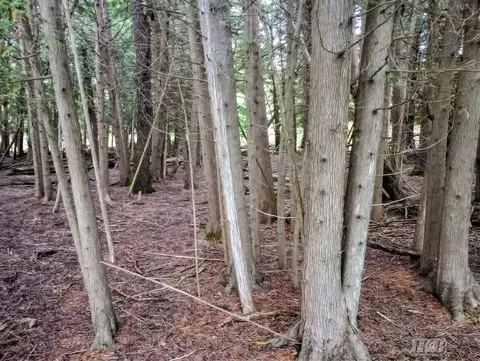 35 N 11 Acres N Hockaday, Gladwin, MI 48624 photo 38