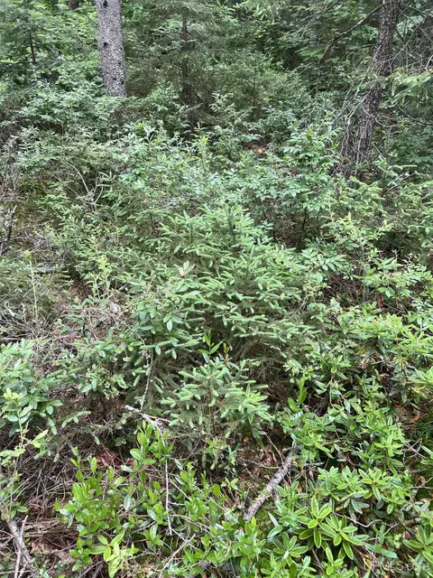 tbd Olson Loop, Iron River, MI 49935 photo 18
