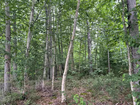 tbd Olson Loop, Iron River, MI 49935 photo 16