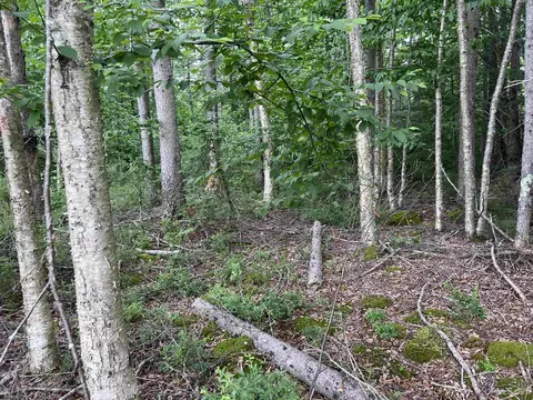 tbd Olson Loop, Iron River, MI 49935 photo 15