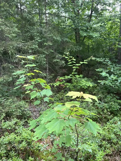 tbd Olson Loop, Iron River, MI 49935 photo 19