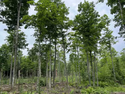 tbd Olson Loop, Iron River, MI 49935 photo 66