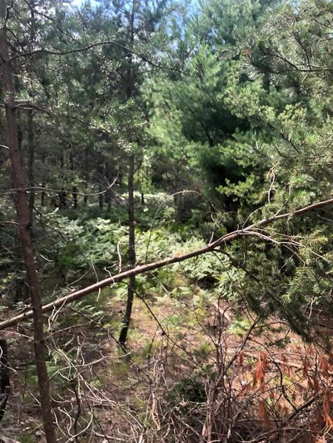 10925 Coates Hwy, Brethren, MI 49619 photo 12