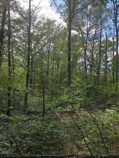 10925 Coates Hwy, Brethren, MI 49619 photo 17