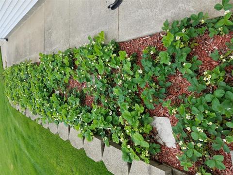 572 Rushing, Plainwell, MI 49080 photo 62