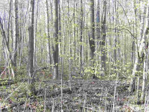 0 Camden, Waldron, MI 49288 photo 8