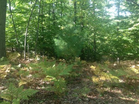 57 Acres Novadoc, Mears, MI 49436 photo 3