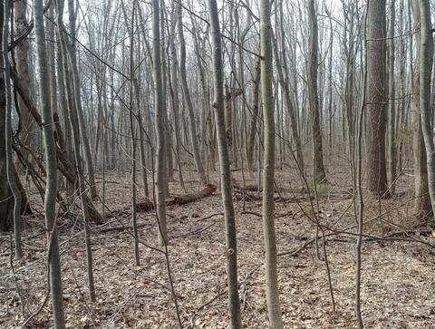 00 Silver, Fennville, MI 49408