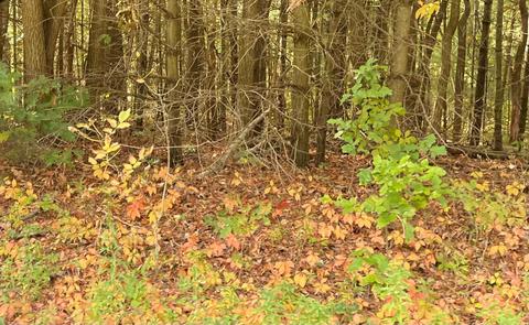 77581 30th, Covert, MI 49043 photo 5