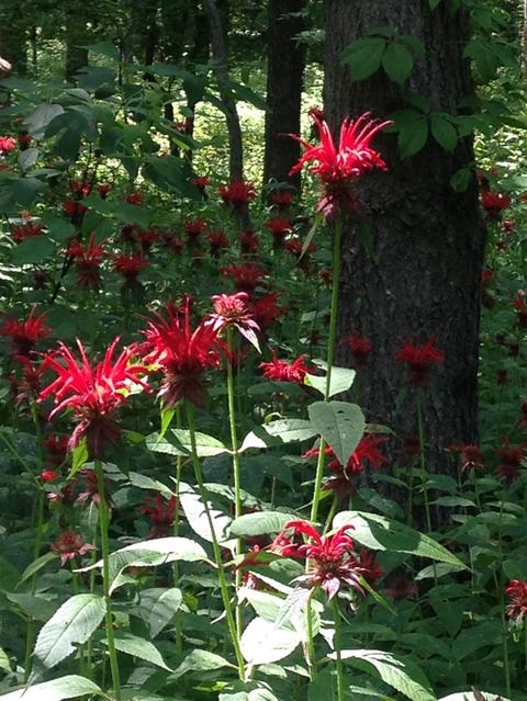 8905 Conservancy, Ada, MI 49301 photo 43