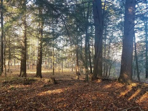 tbd Sassafras, Remus, MI 49340 photo 5