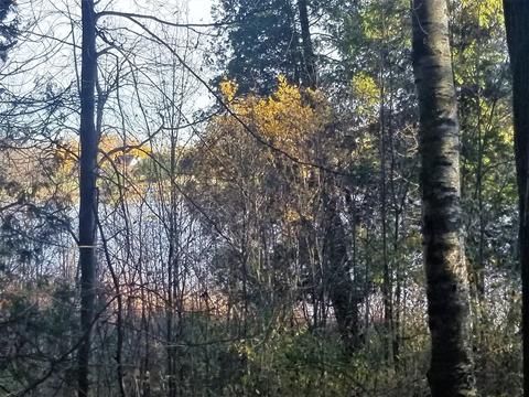 tbd Sassafras, Remus, MI 49340 photo 1