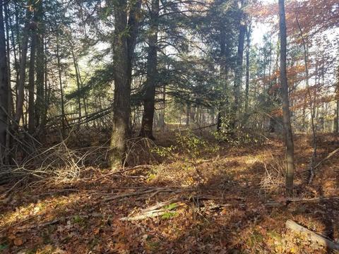 tbd Sassafras, Remus, MI 49340 photo 18