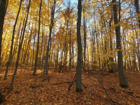 Vl S Eden Lake, Custer, MI 49405 photo 27