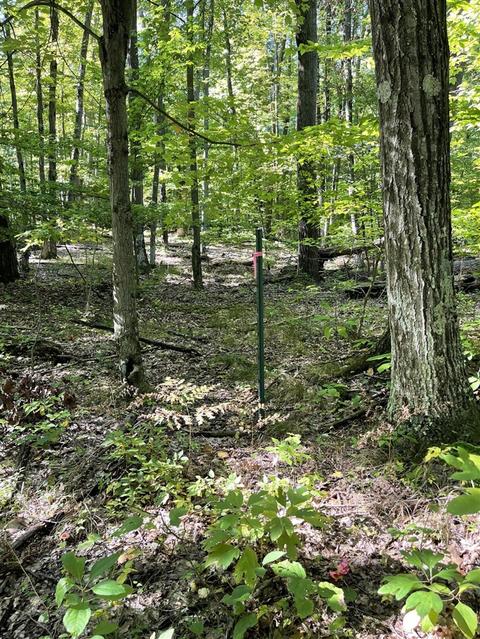2261 N Pine Ave, White Cloud, MI 49349 photo 3