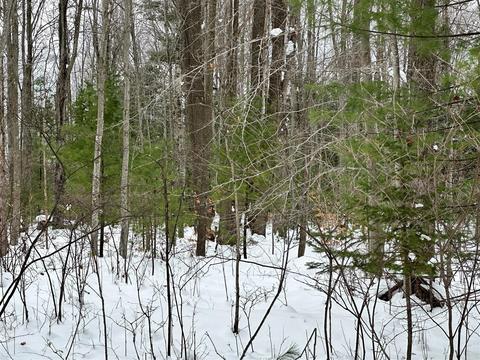 Lot 1 Bendon, Interlochen, MI 49643 photo 6