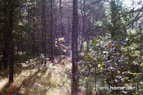 Parcel 2 N West County Line, Newaygo, MI 49337 photo 5