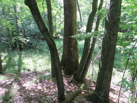 Vl N Felch Avenue, White Cloud, MI 49349 photo 30