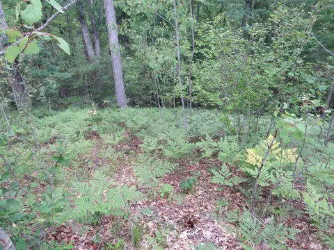 Vl State Road, Chase, MI 49623 photo 34