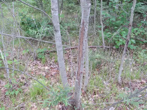 Vl State Road, Chase, MI 49623 photo 36