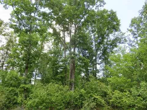 Vl State Road, Chase, MI 49623 photo 17
