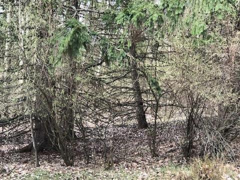 11831 Red Feather, Canadian Lakes, MI 49346