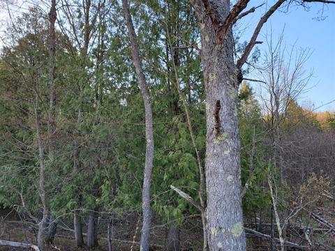 3 08 Acres Wilderness, Kaleva, MI 49645 photo 11