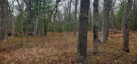 Oakwood, Bitely, MI 49309 photo 2