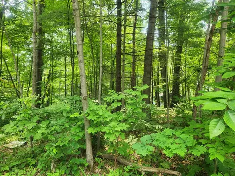 10035 Maple, Evart, MI 49631