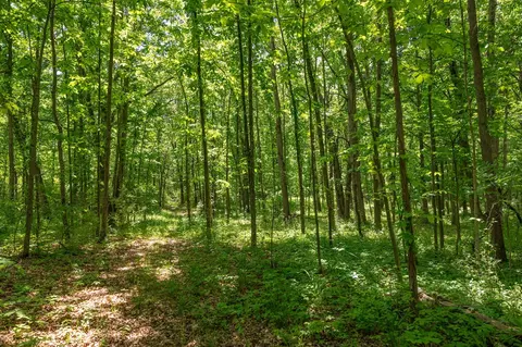 00 Vl W Island Rd, Fowler, MI 48835 photo 17