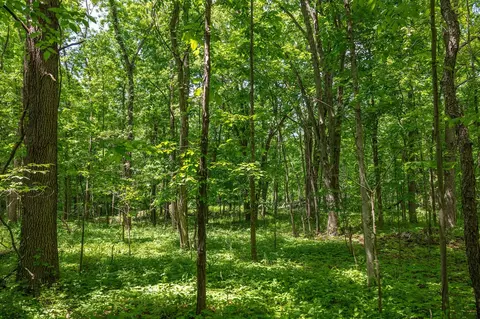 00 Vl W Island Rd, Fowler, MI 48835 photo 8